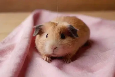 Considerations for Safe Animal Piercings at Home