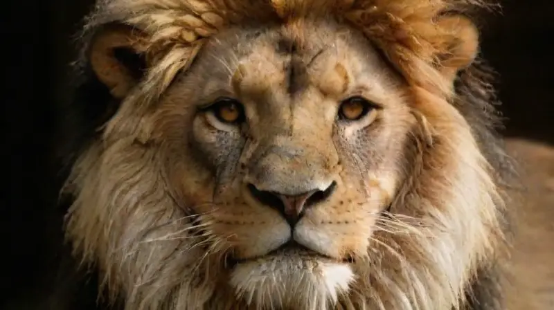 Realistic lion tattoo emphasizes majesty and fierceness