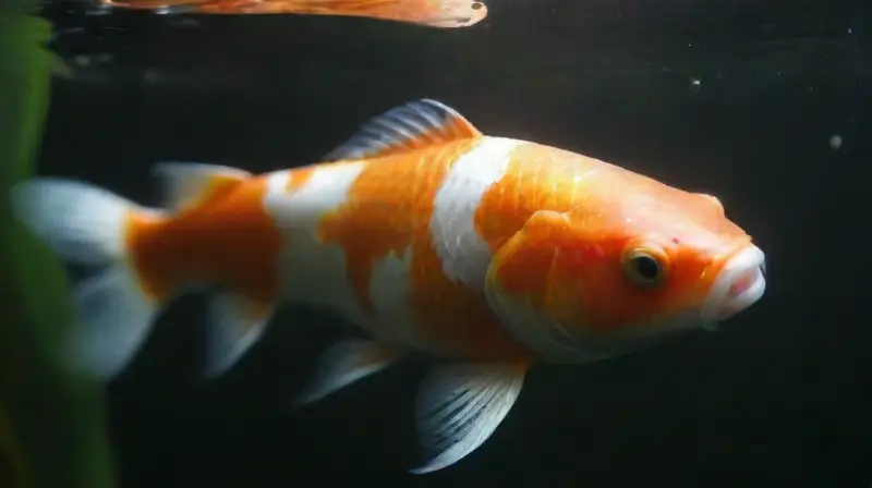 Graceful koi with shimmering, detailed scales