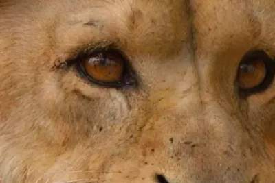 Unique Animal Portrait Tattoos That Impress